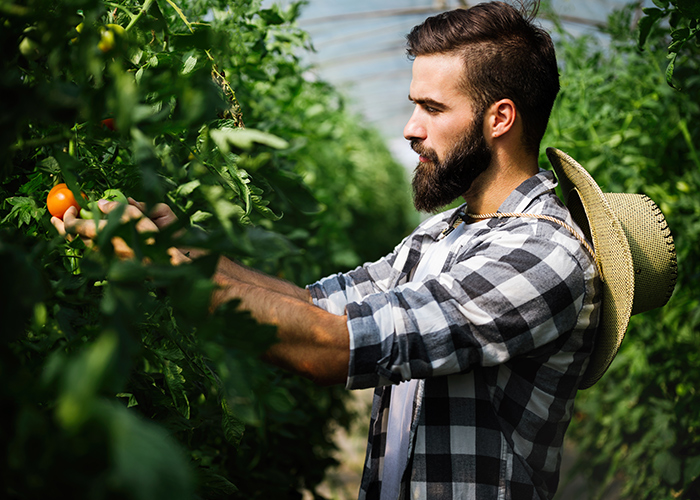 A greenhouse operator inspecting a tomato crop